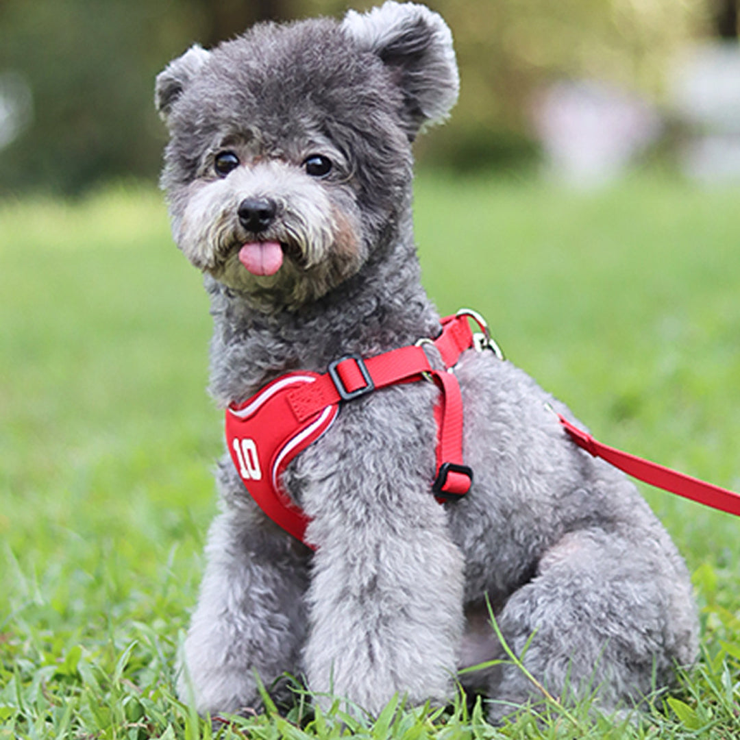 Dog Leash and Harness
