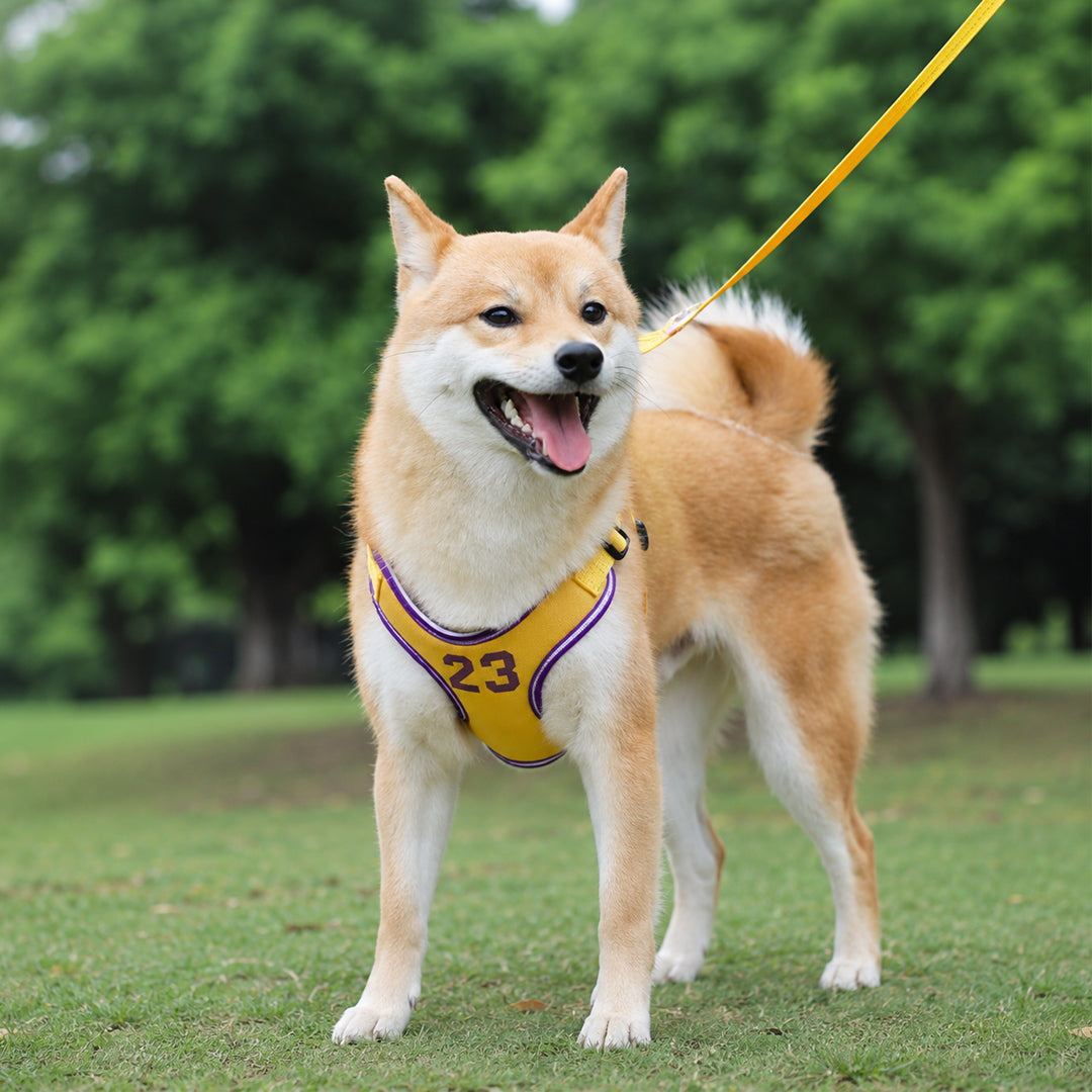 Dog Leash and Harness