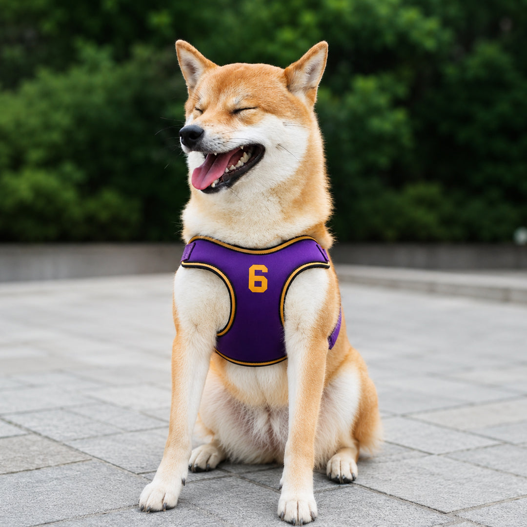 Dog Leash and Harness