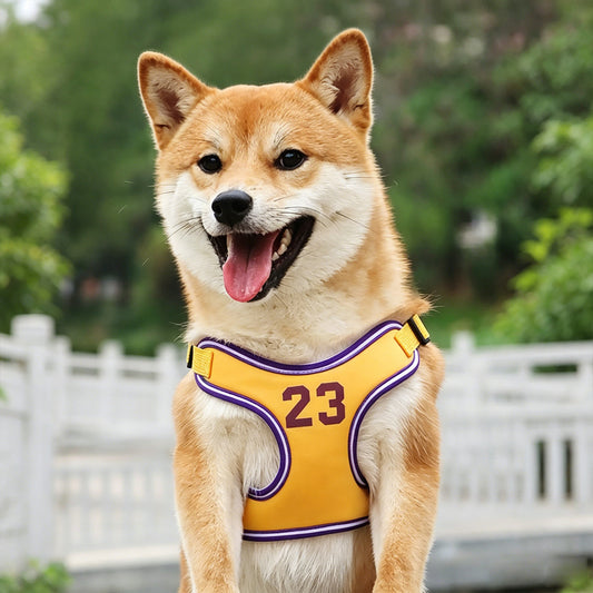 Dog Leash and Harness