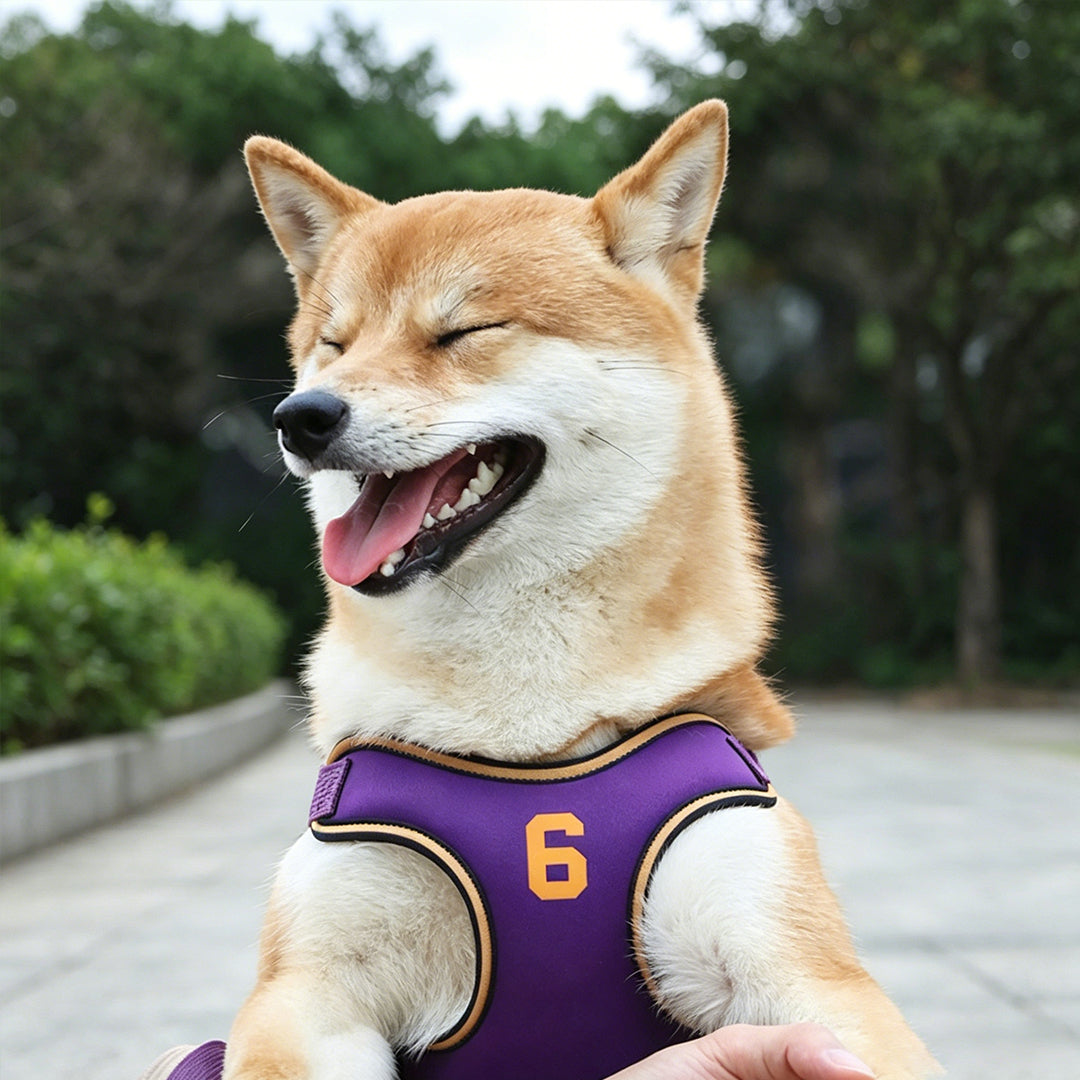 Dog Leash and Harness