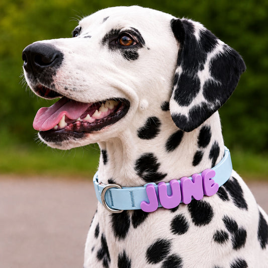 Personalized Waterproof Dog Collar with Charms