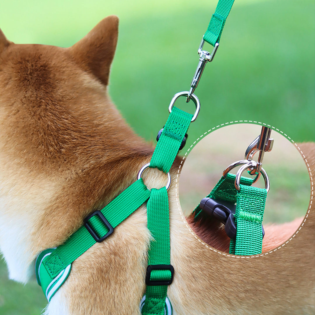 Dog Leash and Harness