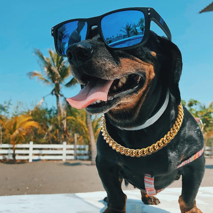 Pet Necklace Accessories