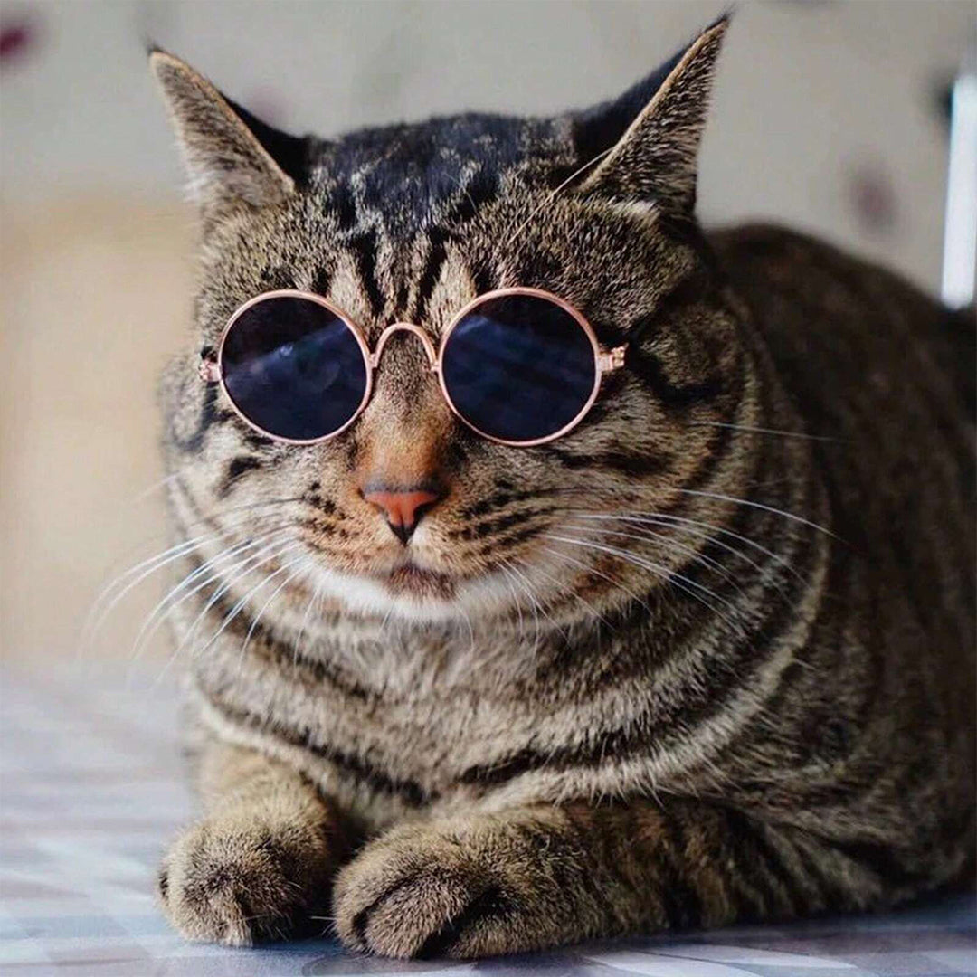 Creative and Trendy Pet Glasses