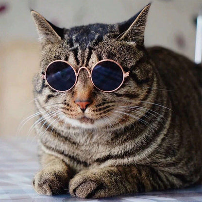 Creative and Trendy Pet Glasses