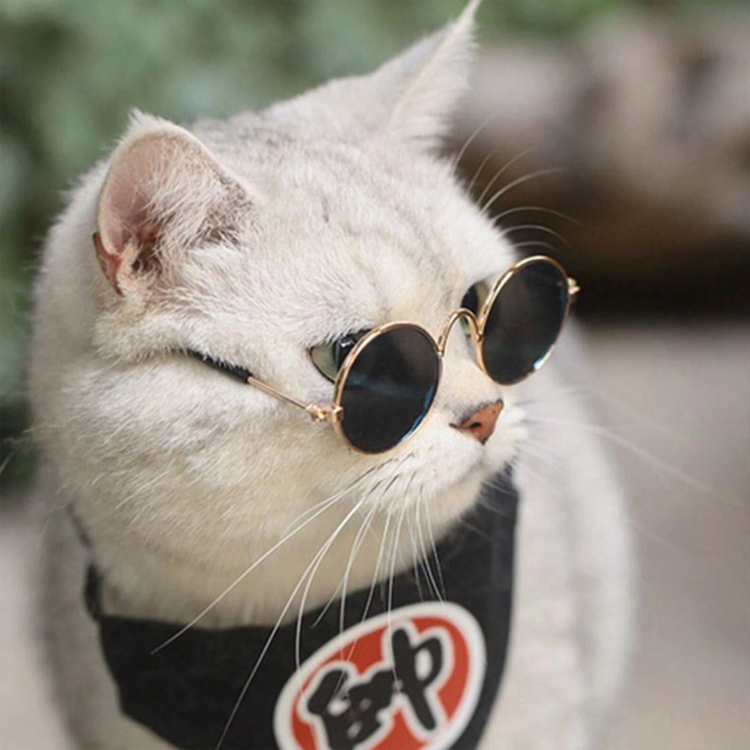 Creative and Trendy Pet Glasses