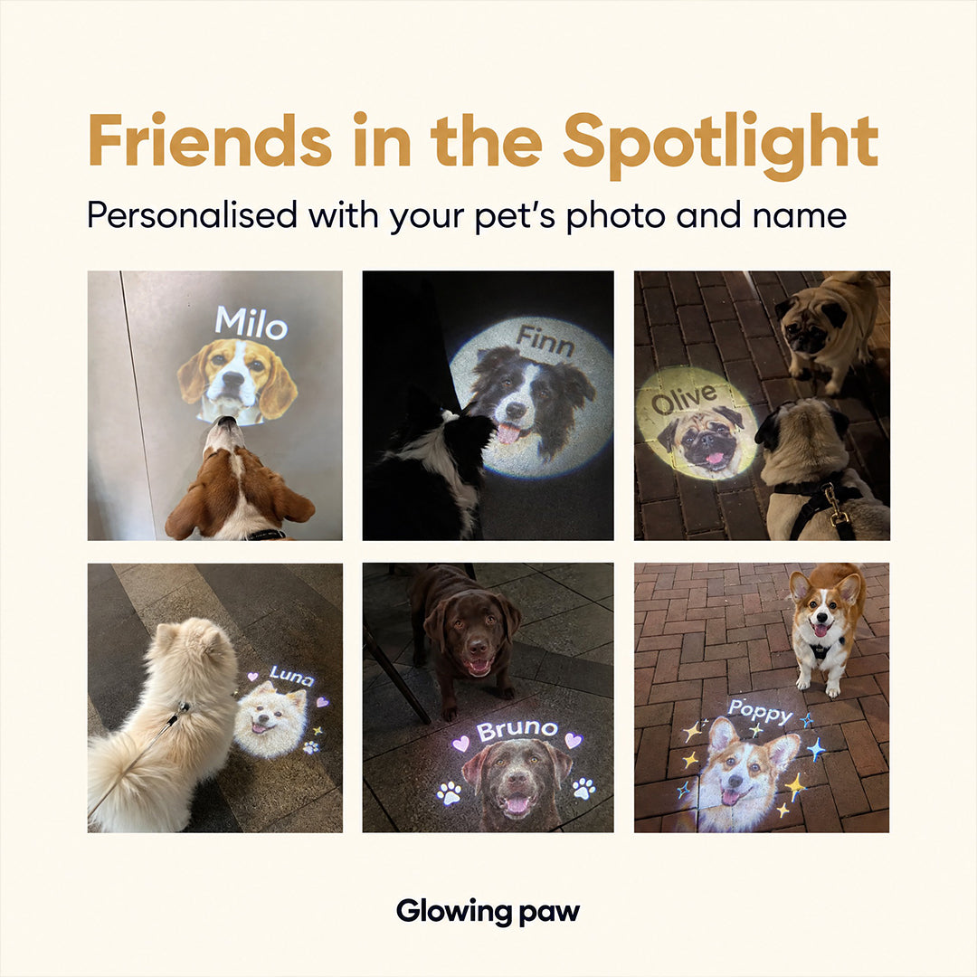 Custom Pet Projection Light for Night Walks