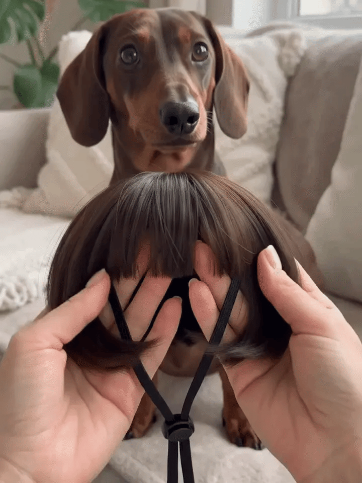 Puptailor Personalized Fun Pet Wigs for Halloween Cosplay