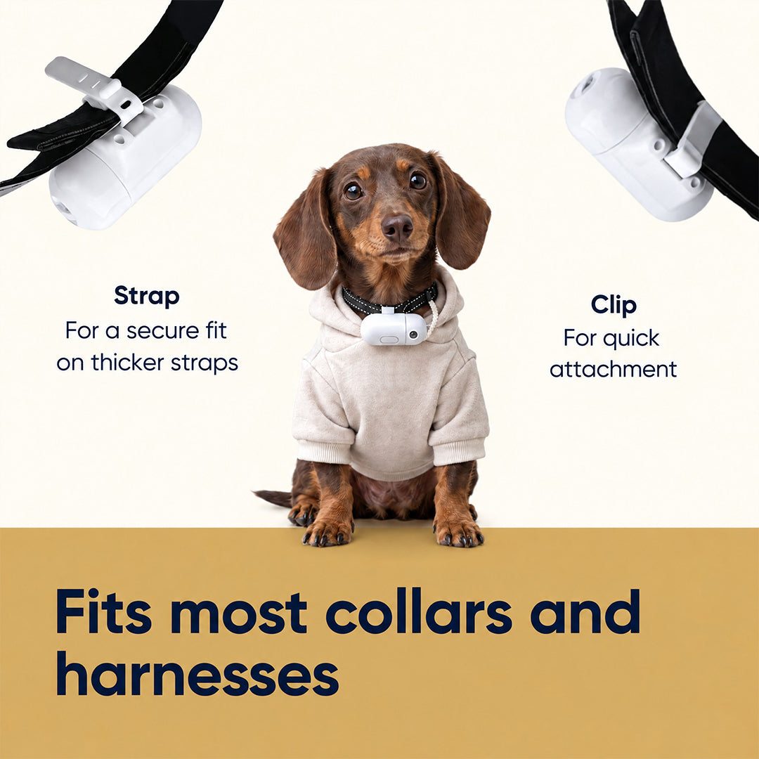 Custom Pet Projection Light for Night Walks