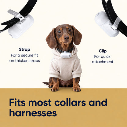 Custom Pet Projection Light for Night Walks