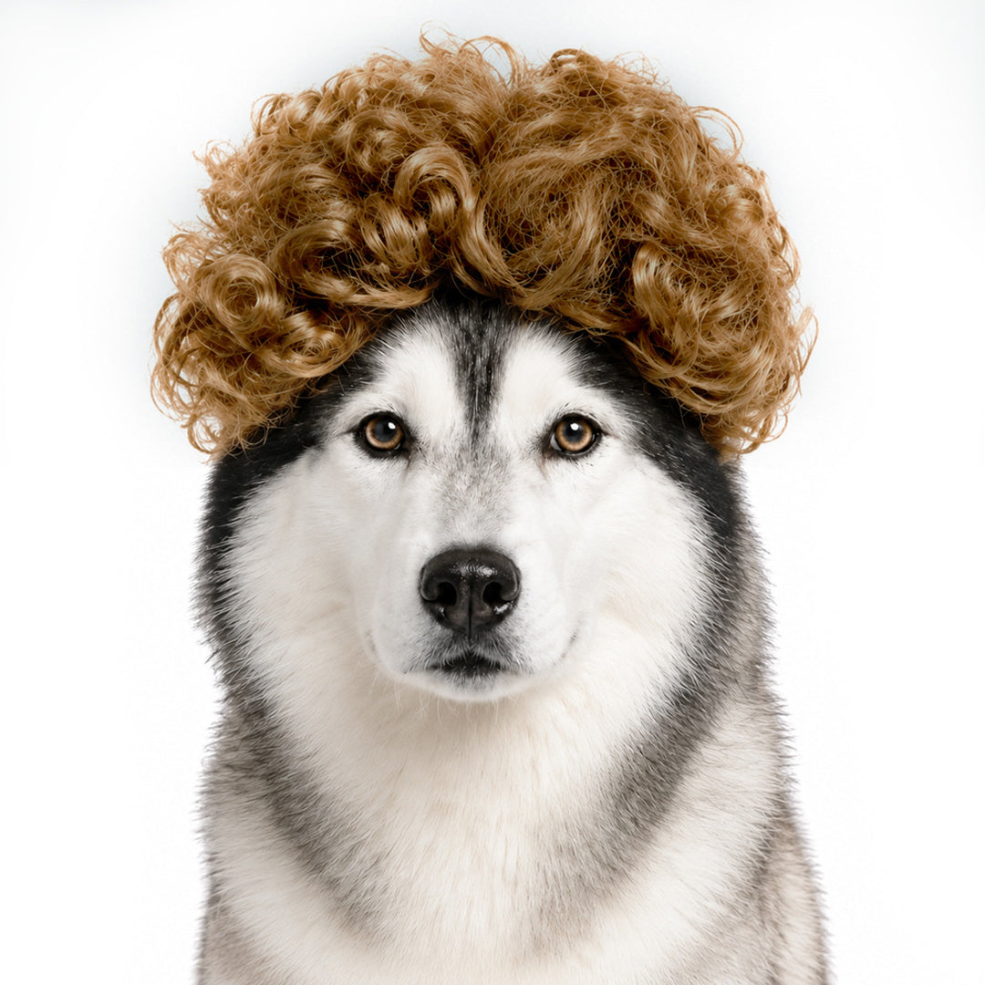 Funny Dog Wigs — Adjustable Pet Costume Hair