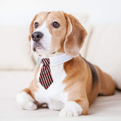 Neck Tie with White Collar for Pet
