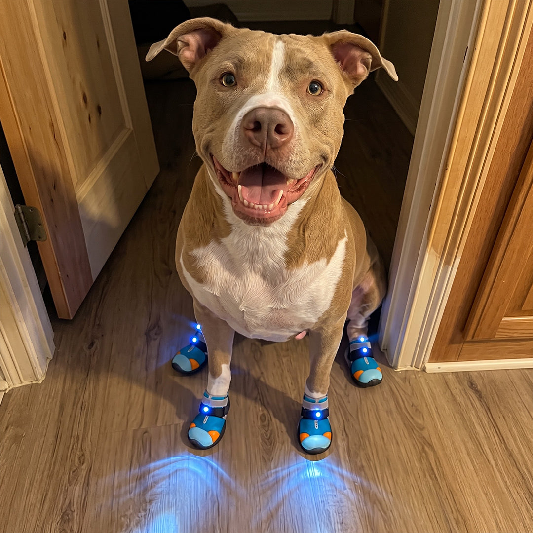 Motion-Activated LED Dog Shoes