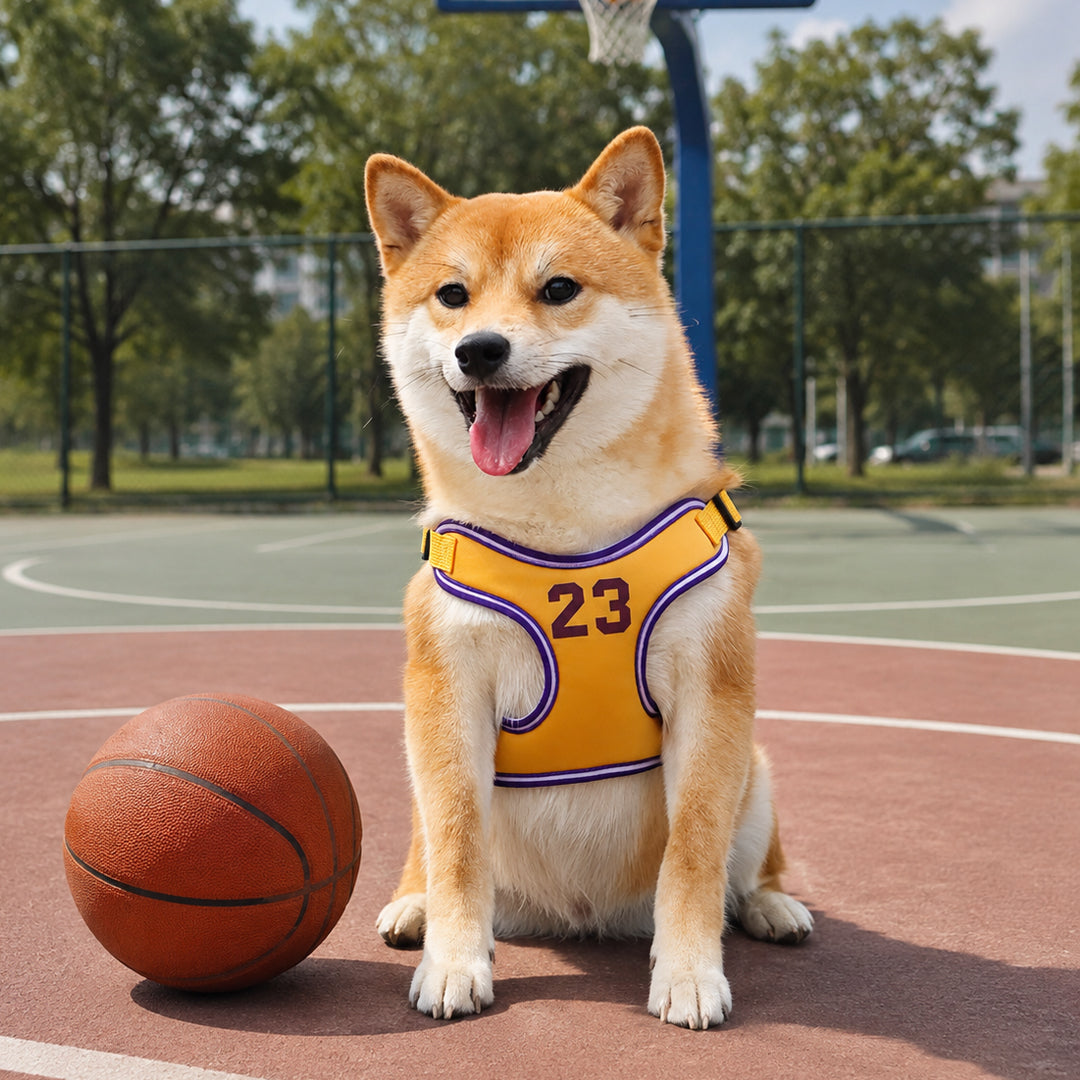 Dog Leash and Harness