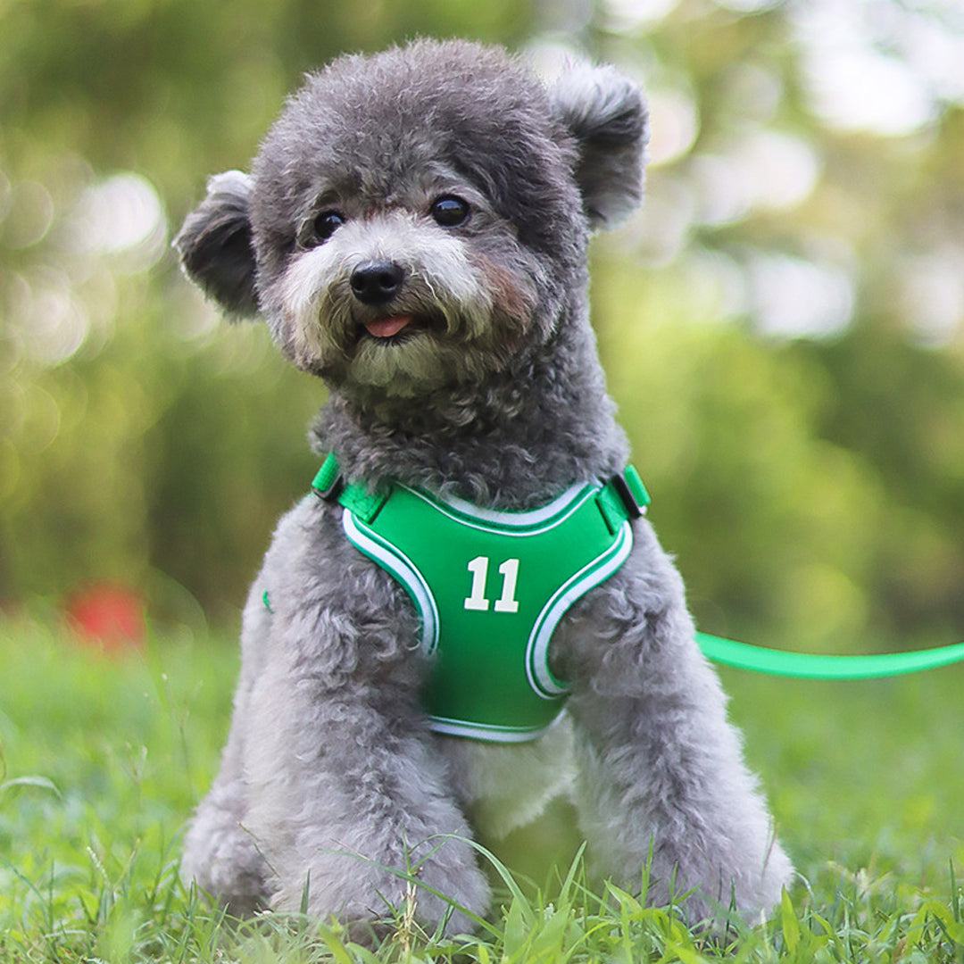 Dog Leash and Harness