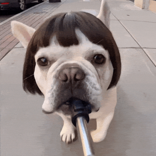 Puptailor Personalized Fun Pet Wigs for Halloween Cosplay