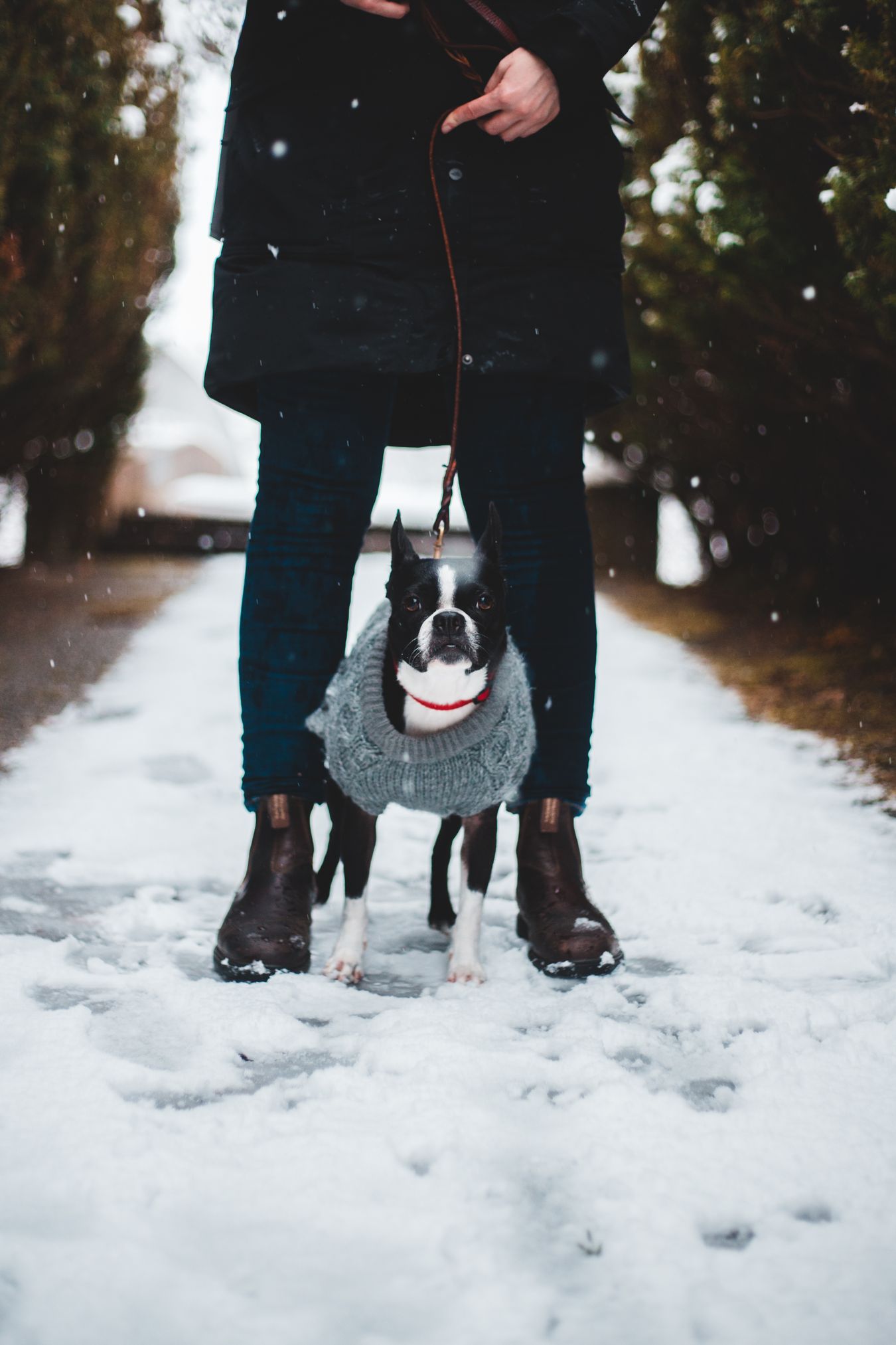 Matching looks for you and your pup